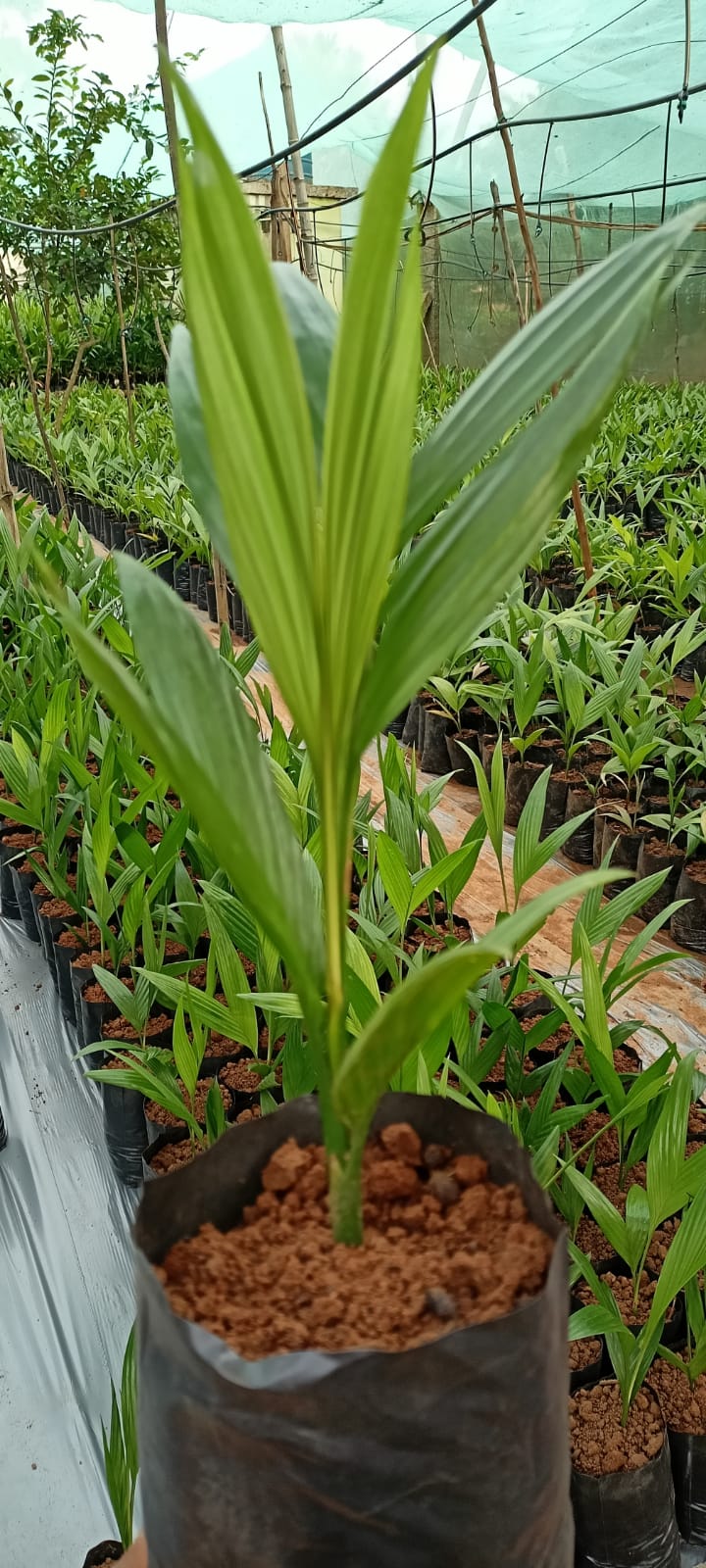 areca palm