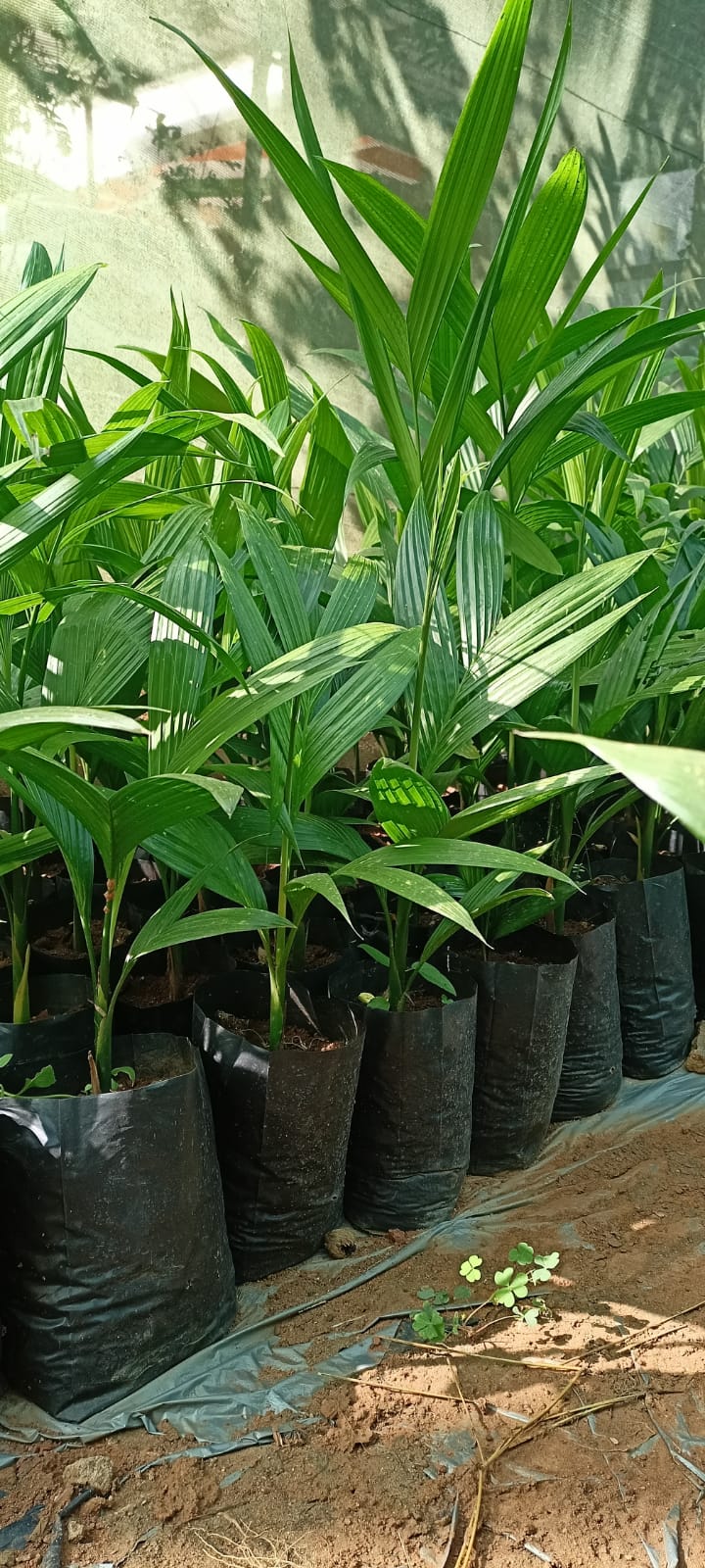 areca palm